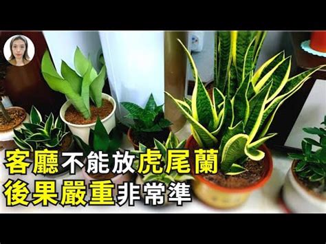 石筆虎尾蘭風水|虎尾蘭｜助淨化家居環境？一文了解品種/風水擺法及 